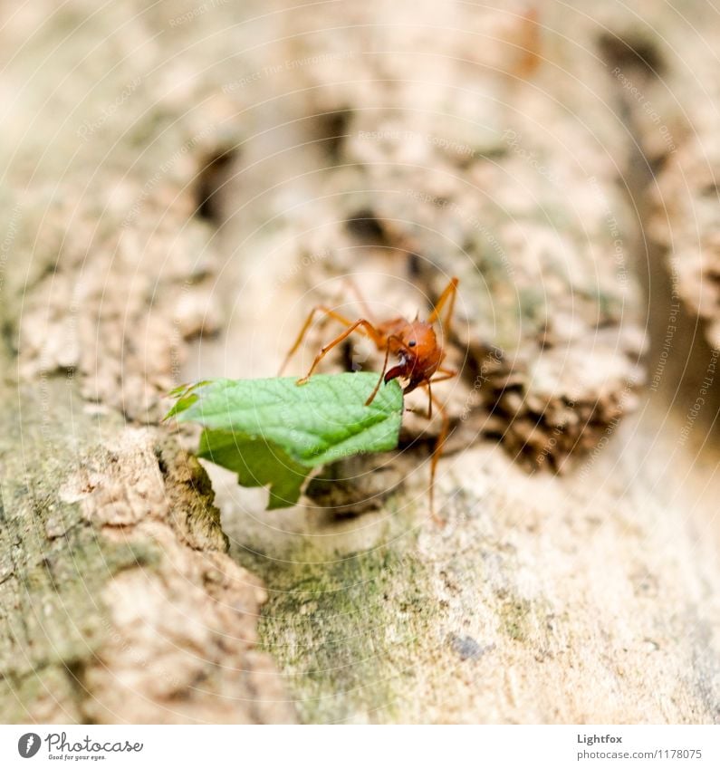 A Meisje Animal 1 Magnifying glass Feeding Natural Green Ant Leaf Pine Logistics Cork Red Poison Strong Insect Colour photo Exterior shot