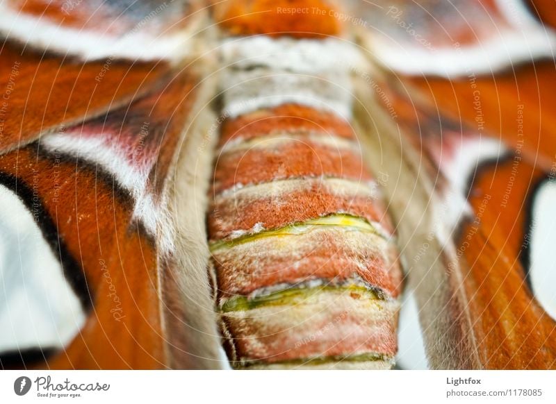 Old butterfly Animal Butterfly 1 Esthetic Wing Body Scales Pelt Colour photo Exterior shot Bird's-eye view