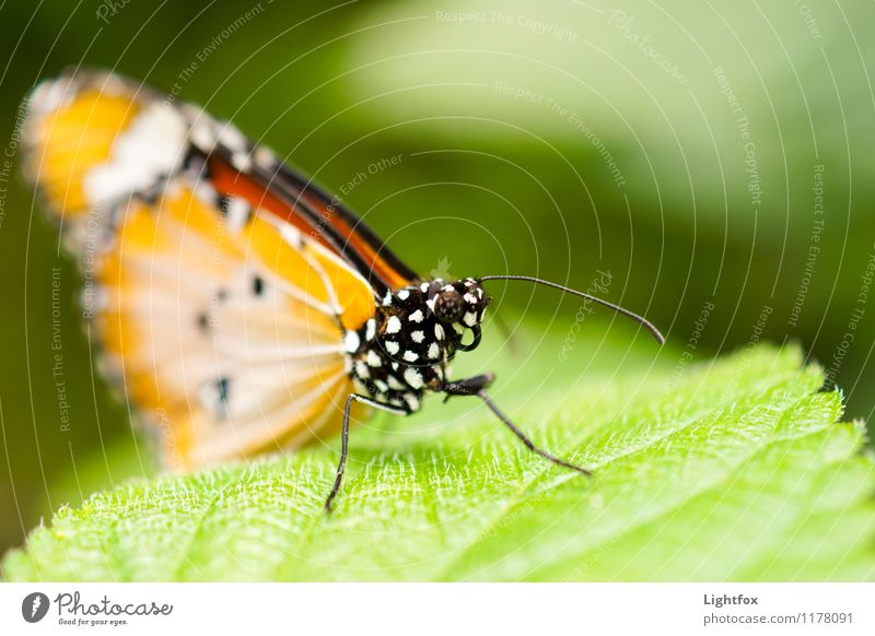 DINGSBUMS Butterfly Exceptional Elegant Exotic Positive Orange Leaf green Ease rest Break Blossom Nectar Feeler Trunk Beautiful Colour photo Exterior shot