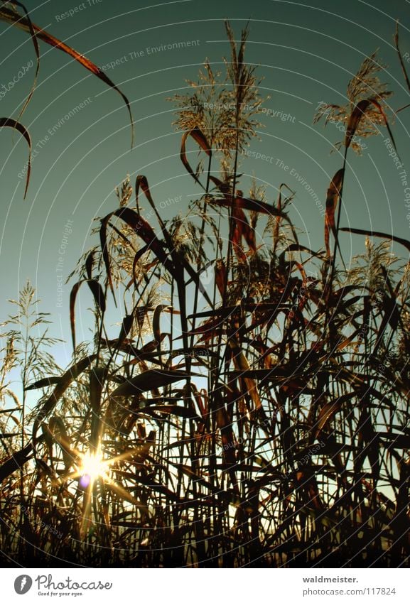 Recently in the reed Common Reed Reeds Sunbeam Morning Back-light Light Sunrise Coast Shadow