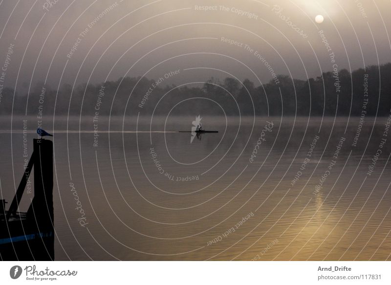 In the morning Lake Bird Canoe Rowing Rower Forest Fog Morning Sunrise Reflection Fresh Cold Autumn Tree Clouds Horizon Gray Waves Water kaya Sky Smoothness