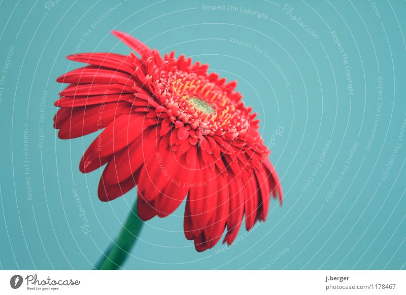 gerbera Nature Plant Spring Flower Blossom Blossoming Blue Red Spring flower vernally Gerbera Colour photo Subdued colour Close-up Detail