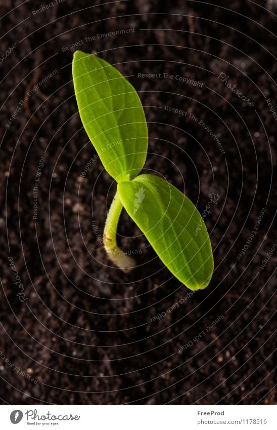 Growing seedling-Spring Vegetable Plant Earth Drops of water Leaf Growth Fresh Green Beginning Agriculture Color Image Copy Space Focus On Foreground