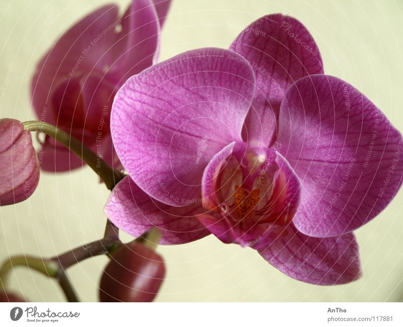 orchid Pink Blossom Orchid Macro (Extreme close-up) Close-up Bud