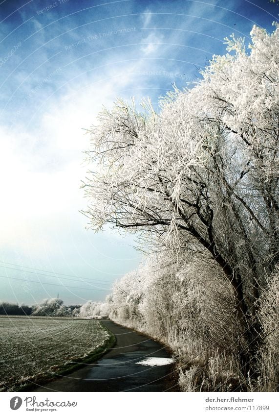 arctic on the bike path Tree Bushes Field Speyer Fog Frozen Asphalt Concrete Clouds Cold Lanes & trails checks Ice Snow Sky Hoar frost