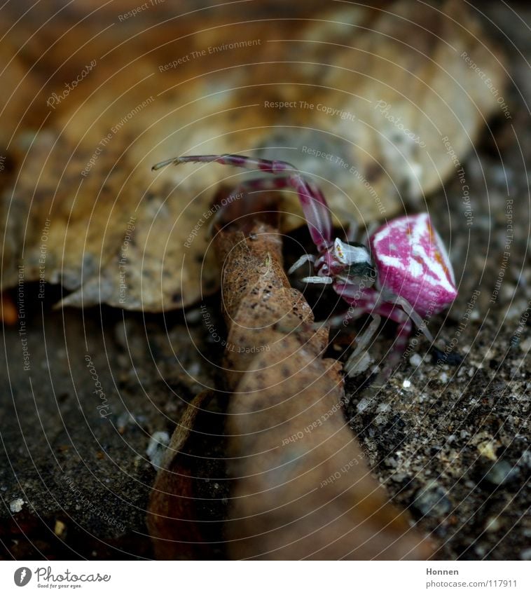 contrast program Crab spider White Violet Brown Insect Aggressive Leaf Plant Animal Crawl ambush hunter Two Claw Spider Dionycha Poison Pine Floor covering