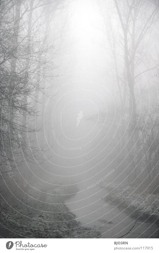 foggy woods #1 Fog Loneliness Cold Dark Tree Winter Forest Brook Wet Damp River Frozen Nature Misty atmosphere trees baeme Water Frost Sadness Exterior shot