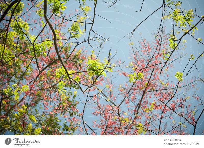 Spring in the rainforest Environment Nature Plant Beautiful weather Tree Leaf Blossom Wild plant Exotic Forest Virgin forest Blossoming Growth Blue Green Pink