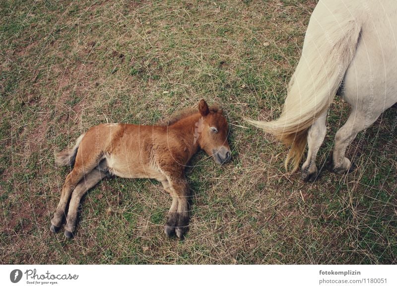 foal_life_lounging Animal Horse Pair of animals Baby animal Animal family To enjoy Walking Study Lie Free Together Small Cute Love of animals Responsibility