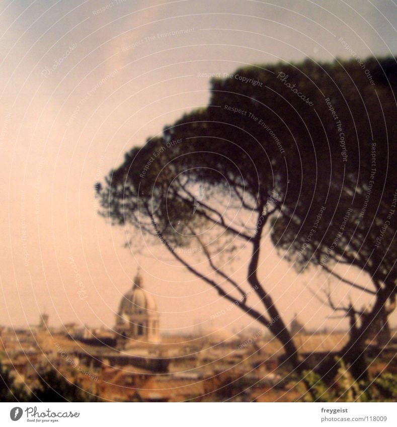 Rome 2003 (Back to the square) Italy Tree Domed roof Town Physics Hot Vacation & Travel Europe Vatican Culture Art Historic final run Review Warmth