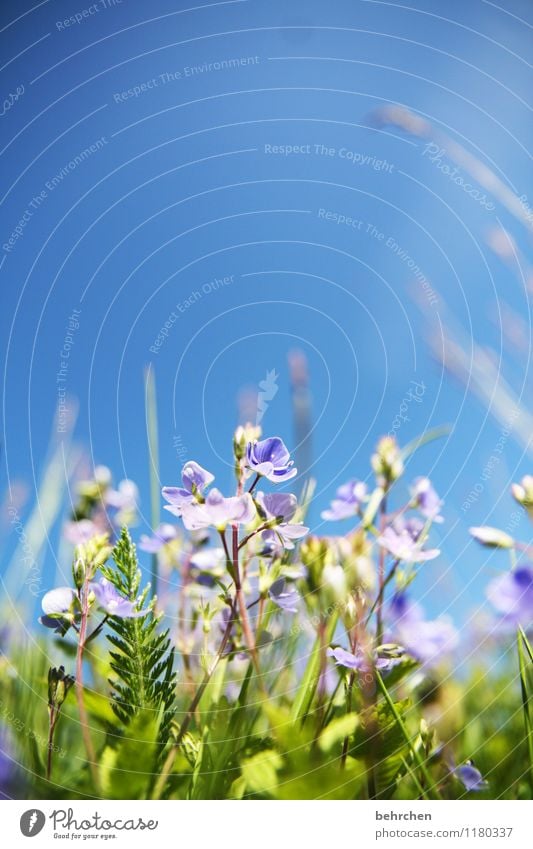 summer feeling Nature Plant Sky Cloudless sky Summer Beautiful weather Flower Grass Leaf Blossom Wild plant Veronica Garden Park Meadow Field Blossoming