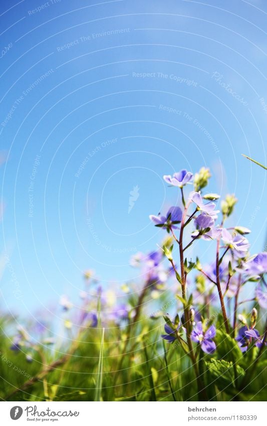 Delicate Environment Nature Plant Sky Cloudless sky Spring Summer Autumn Beautiful weather Flower Grass Veronica Garden Park Meadow Field Blossoming Growth