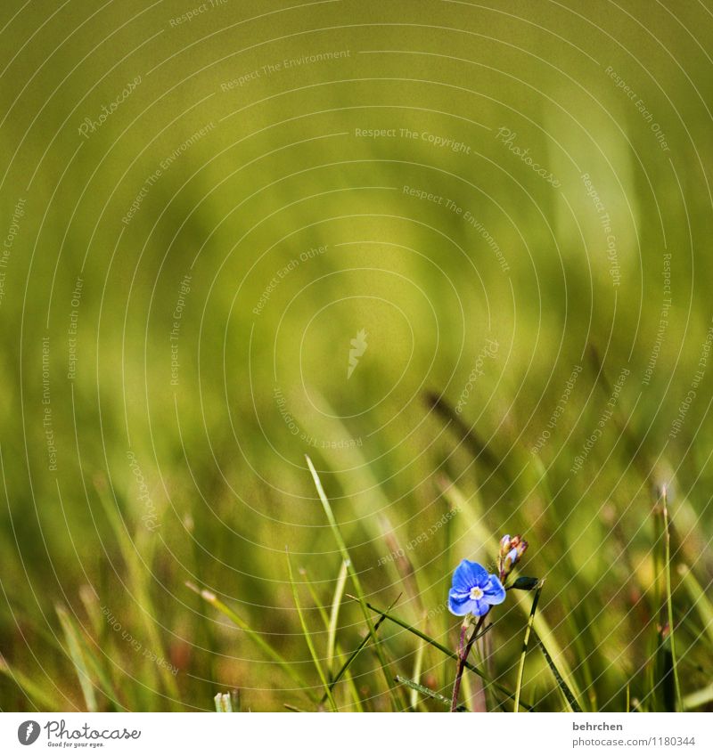 solitary Nature Plant Spring Summer Beautiful weather Flower Grass Leaf Blossom Wild plant Veronica Garden Park Meadow Blossoming Fragrance Faded Growth Small