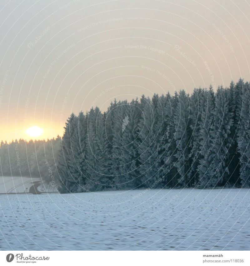 winter atmosphere Bad weather Clouds Field Sunset Tree Forest White Winter soft hail Lanes & trails Snow