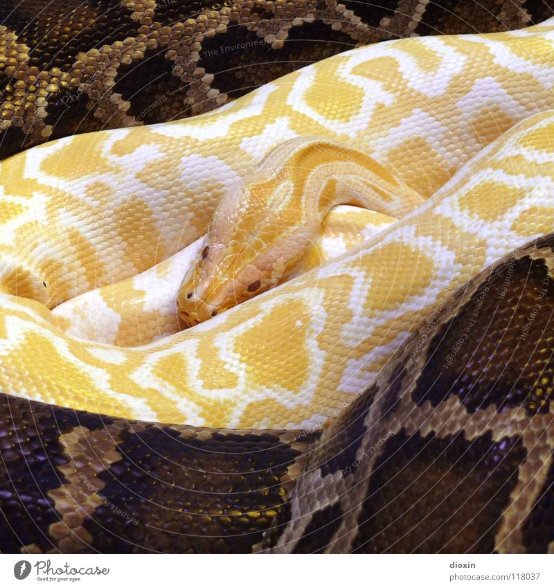 Python molurus - Albino (3) Colour photo Interior shot Pattern Artificial light Contrast Animal portrait Warmth Snake 2 Exceptional Threat Exotic Brown Yellow