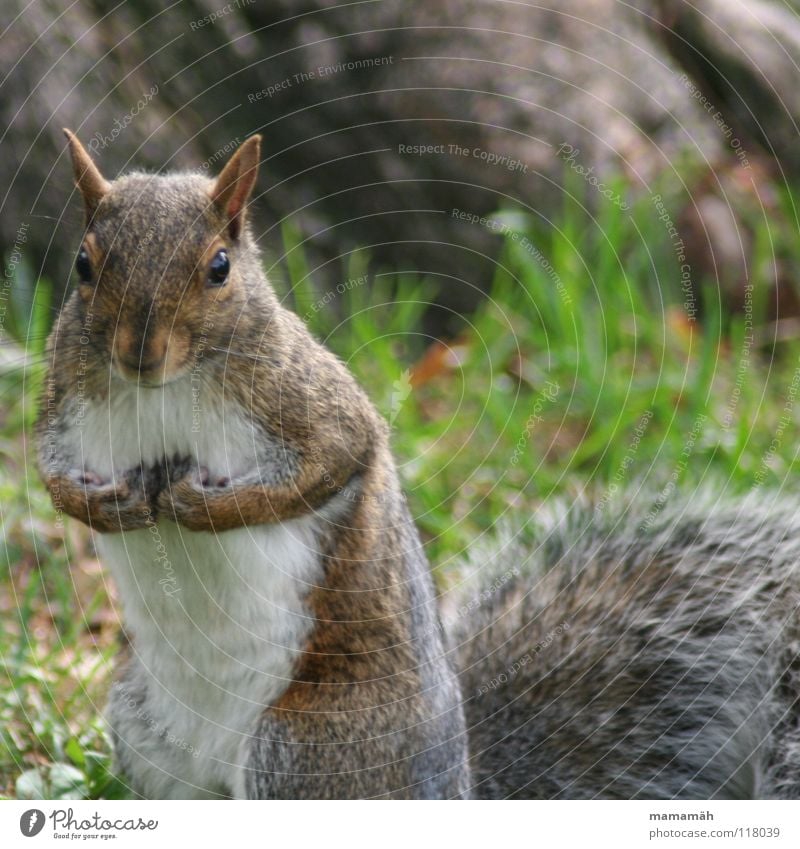 Favourite animal: squirrel! Part 1 Squirrel Paw Bushy Sweet Small Cute Tree Meadow Grass Toronto Park Speed Brown Pelt Rodent Mammal Be confident Brash Ear Nose