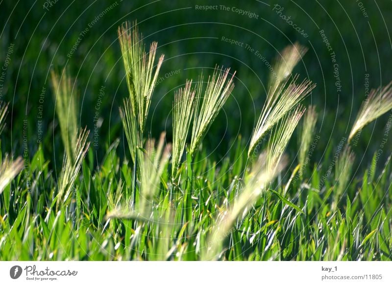 Green is the field Field Wheat Grain Evening Americas Plant corn