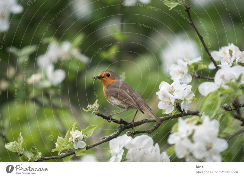 spring Spring Tree Agricultural crop Garden Bird 1 Animal Observe Sit Curiosity Cute Spring fever Success Robin redbreast Colour photo Exterior shot Deserted