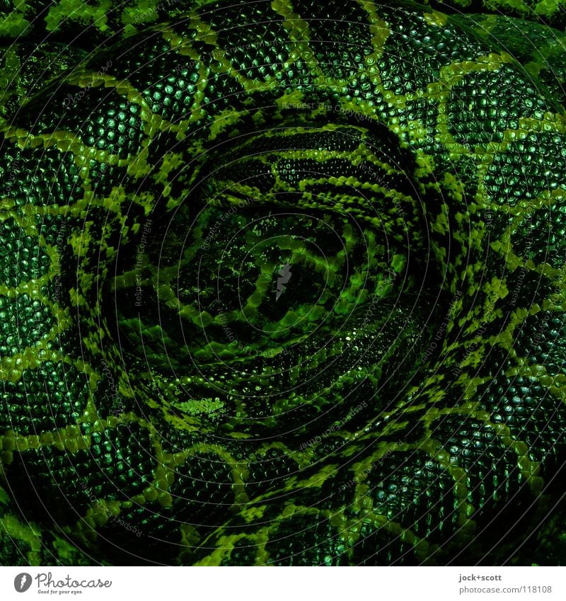 Anaconda Ring Flake Anacondas Threat Authentic Long Round Dangerous Center point Protection Senses Snake skin Dappled Rolled Wiggly line Wavy grain Camouflage