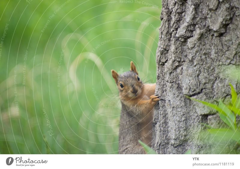 You didn't see anything! Environment Nature Landscape Tree Grass Park Animal Wild animal Animal face Pelt Claw Paw 1 Astute Funny Rebellious Green Squirrel Ear