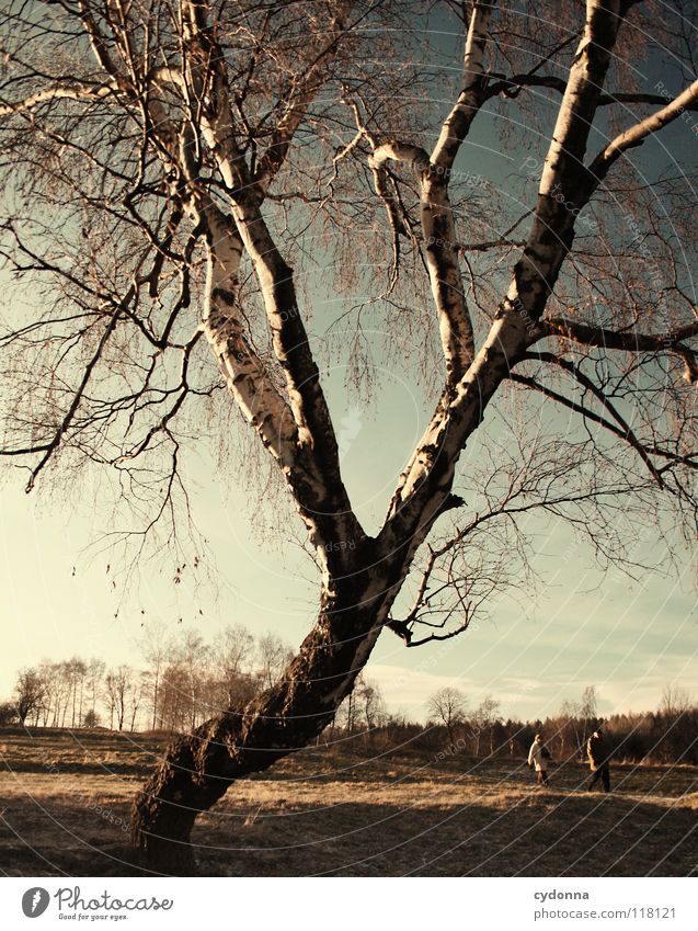 evening stroll Winter Cold Loneliness Calm Meadow Frozen Moody Longing Field Phenomenon Tree Motionless Birch tree Horizon To go for a walk Air Breathe Thought