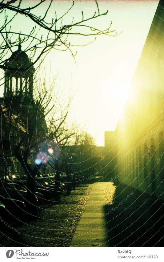 afternoon sun Sidewalk House (Residential Structure) Facade Historic Tree Back-light Sunbeam December Afternoon Potsdam Traffic infrastructure Winter Street