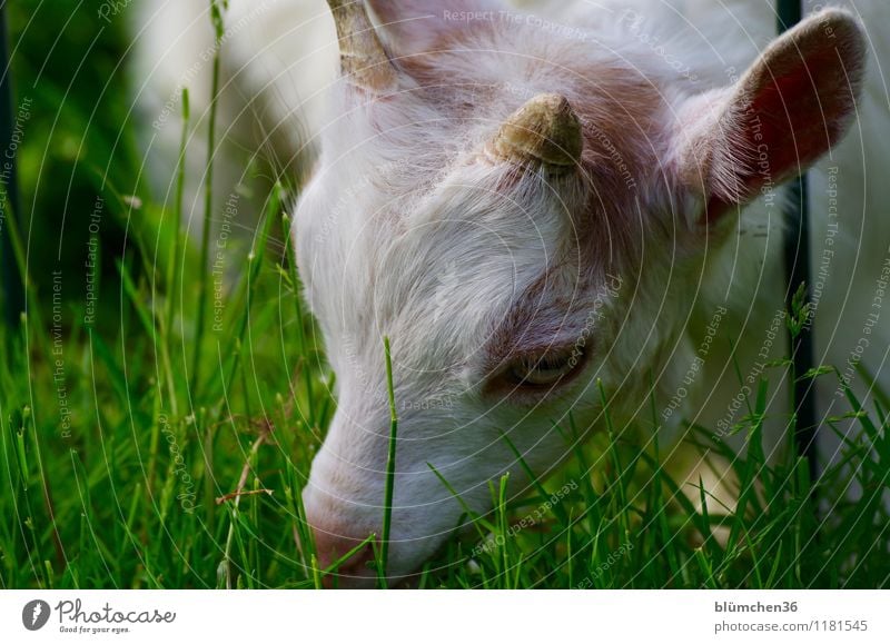 Soil and field day | Utilization area Plant Spring Summer Grass Pasture Meadow Animal Farm animal Animal face Pelt Goats Baby animal Head Eyes Ear Antlers