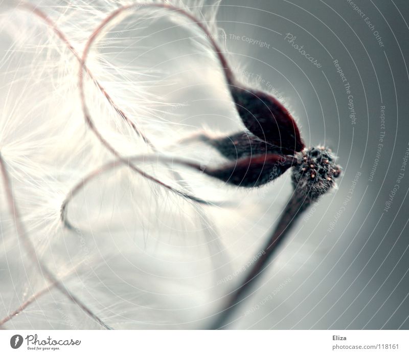 puffel fuzz Star (Symbol) Soft Winter Cold Night Beautiful Smooth Delicate Plant Macro (Extreme close-up) Dark Feather Fluff Near White Tiny hair Snow Playing