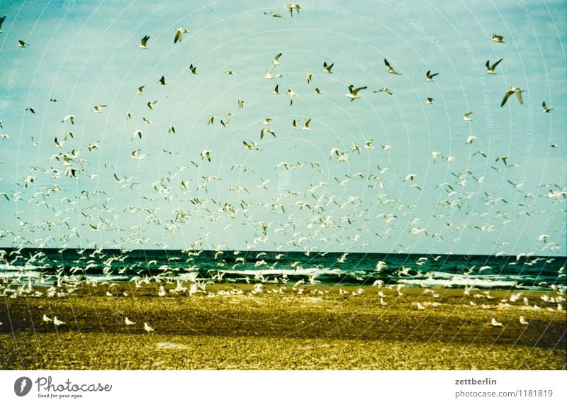 gulls Vacation & Travel Far-off places Sky Netherlands Landscape Nordic Travel photography Scandinavia Summer Clouds Ocean Coast Baltic Sea North Sea Waves Surf