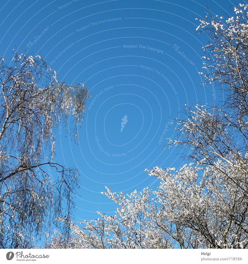 magical winter day... Winter Winter's day December January February Cold Freeze Frozen Hoar frost Ice crystal Tree Branchage Vertical Together Side by side Long