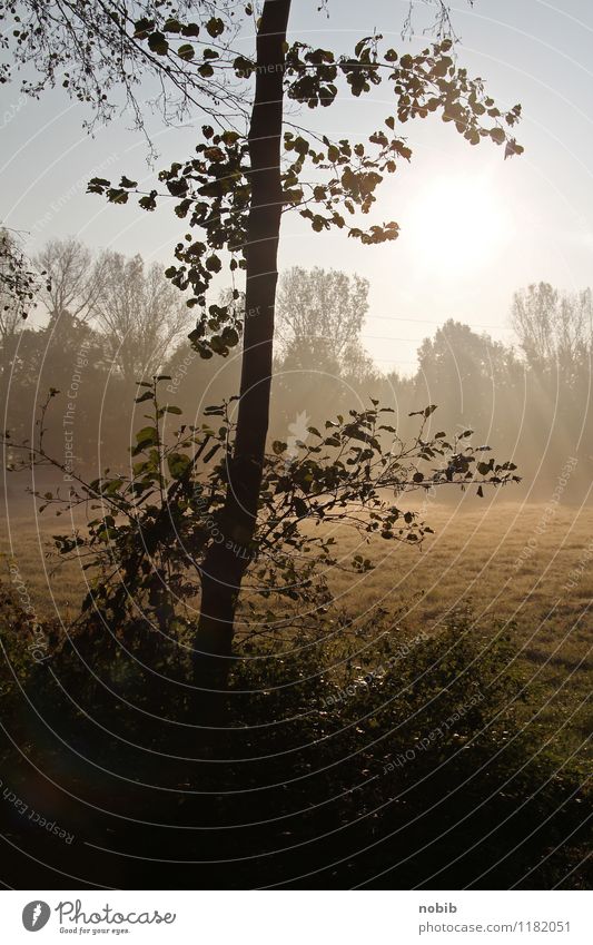 in the morning at 7 Landscape Sunrise Sunset Spring Fog Tree Wild plant Field Bog Marsh Wood Warmth Brown Orange Black Emotions Euphoria Warm-heartedness Moody