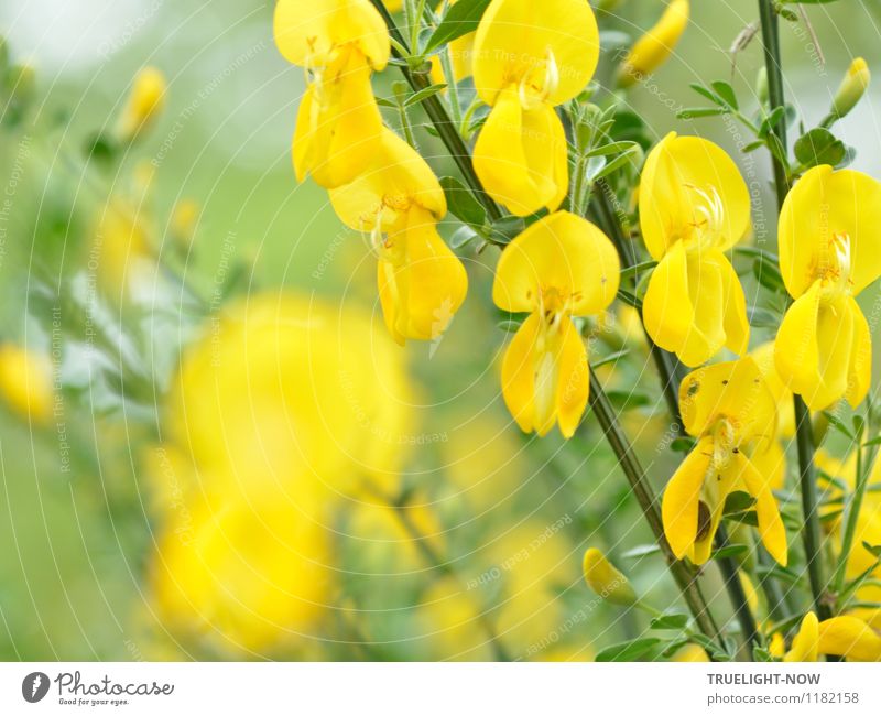 Against rainy days... Nature Plant Air Summer Beautiful weather Warmth Bushes Leaf Blossom Broom Broom blossom Garden Happiness Fresh Healthy Glittering Bright