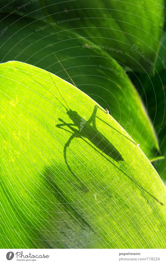 grashopper Green Insect Summer Animal Locust Shadow Nature