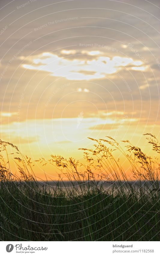 The Sun goes down Happy Harmonious Relaxation Calm Far-off places Freedom Summer Summer vacation Beach Ocean Environment Nature Landscape Plant Water Sky Clouds