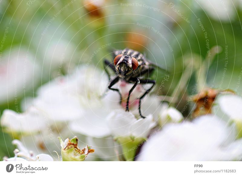 ready to take off Environment Nature Animal Spring Beautiful weather Tree Blossom Fly Observe Flying Sit Disgust Fantastic Multicoloured Black White