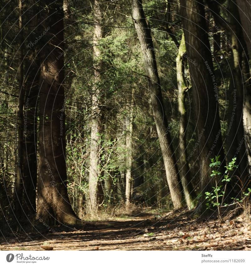 Light mood in the spring forest Spring forest forest bath Light in the forest Forest in the wood Forest atmosphere silent spring sun tranquillity