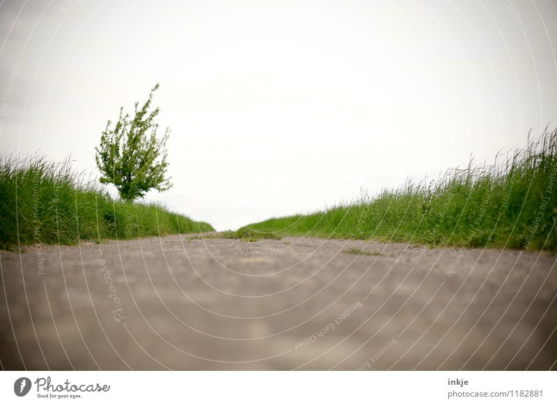 The dead over the garden fence. Relaxation Calm Trip Far-off places Promenade Environment Nature Landscape Sky Horizon Spring Summer Tree Grass Meadow Field