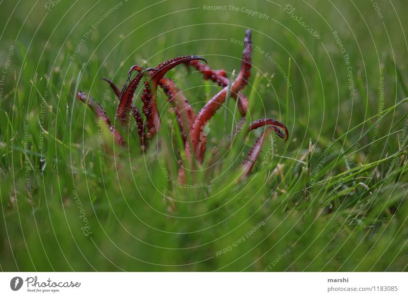 Calamari mushroom Nature Landscape Plant Animal Grass Bushes 1 Moody Squid Octopods Shallow depth of field Mushroom Eerie Monster Garden Colour photo