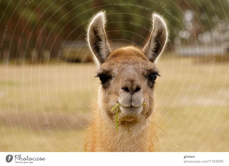 Funny Lama Animal Grass Farm animal 1 To feed Listening Friendliness Curiosity Watchfulness Llama Camel Pack animal Head Portrait photograph head portrait ears