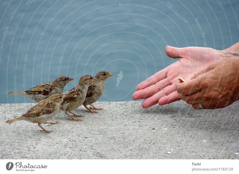 One after the other Hand Fingers Water Animal Bird 4 To feed Feeding Curiosity Blue Brown Gray Love of animals Nature Animals Feeding sparrows Be confident