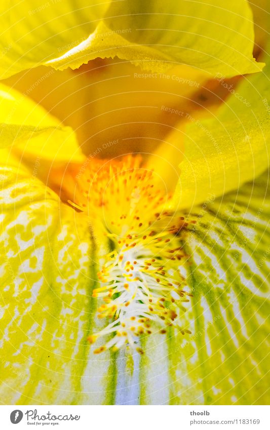 Flower Gladiole Elegant Sun Environment Nature Plant Leaf Blossom Growth Fresh detail Calyx Gladiola Goblet Pollen dust bag Stamen Day Blur Frontal Natural