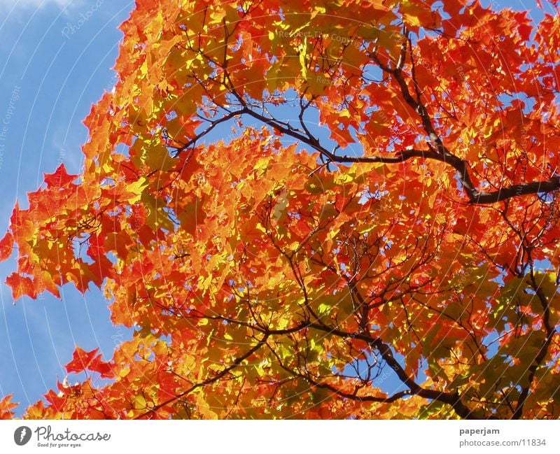 Indian buzzer Tree Leaf Red Yellow Colouring Indian Summer Maple tree Branch Twig Autumn leaves USA folio