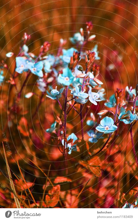 blue Nature Plant Spring Summer Beautiful weather Flower Grass Leaf Blossom Wild plant Veronica Garden Park Meadow Field Blossoming Fragrance Faded Growth Small