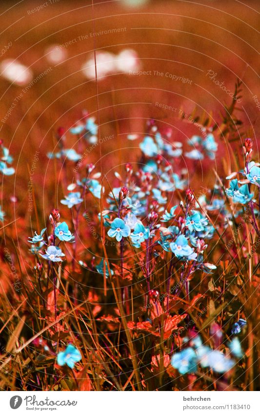 show one's colours Nature Plant Spring Summer Autumn Beautiful weather Flower Grass Leaf Blossom Wild plant Veronica Garden Park Meadow Field Blossoming Faded