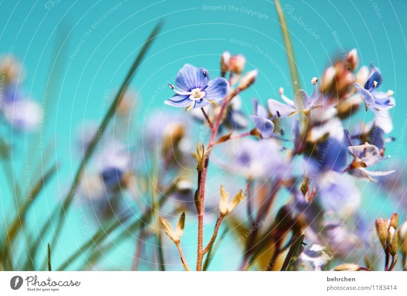 waiting Nature Plant Sky Spring Summer Beautiful weather Flower Grass Leaf Blossom Wild plant Veronica Garden Park Meadow Field Blossoming Fragrance Faded