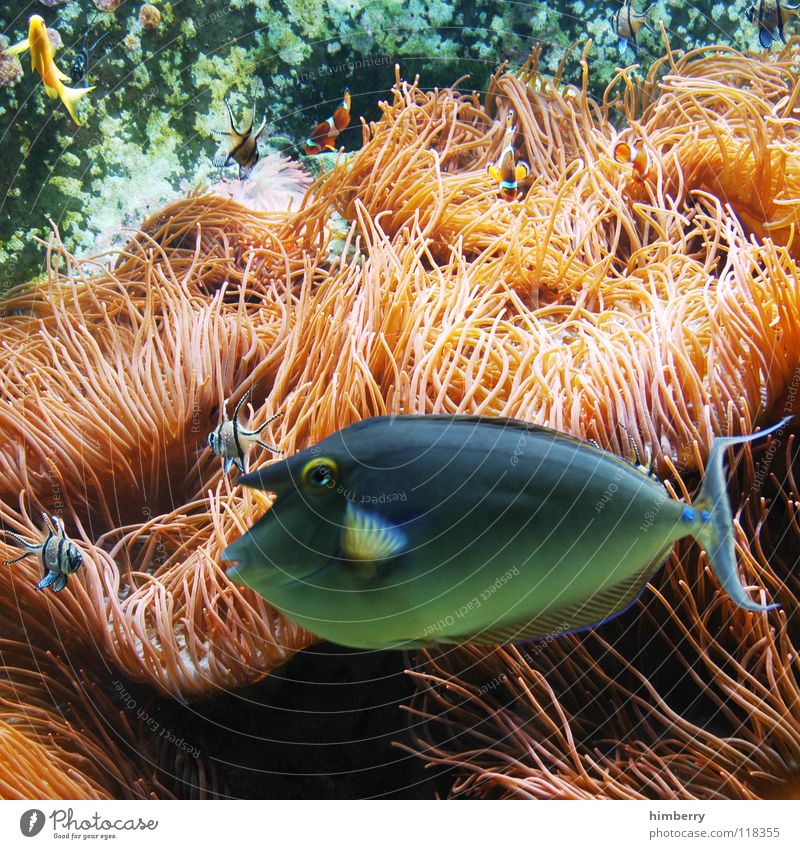 fishtank V Aquarium Coral Ocean Fish Water