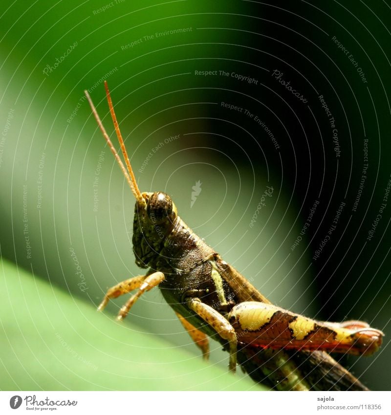 grasshopper Environment Nature Animal Virgin forest Animal face Locust Insect Dryland grasshopper Hind leg Feeler Legs Eyes 1 Observe Wait Brown Green Singapore