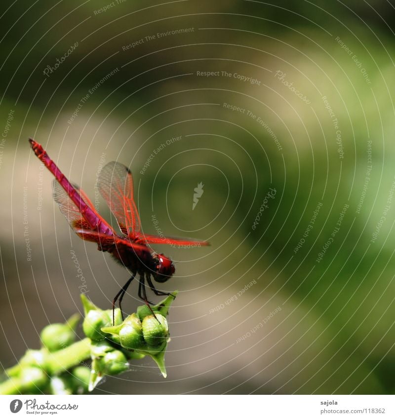 think pink II Plant Animal Wing Dragonfly Dragonfly wings Insect Eyes Compound eye 1 Wait Esthetic Pink Asia Singapore Aurora bubble level Colour photo