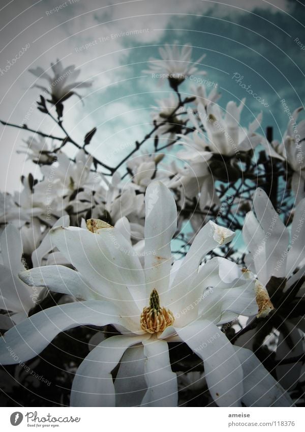 looking for some sun Flower Clouds White Dark Bad weather Blossom Afternoon Worm's-eye view Star magnolia Magnolia plants Summer Macro (Extreme close-up)