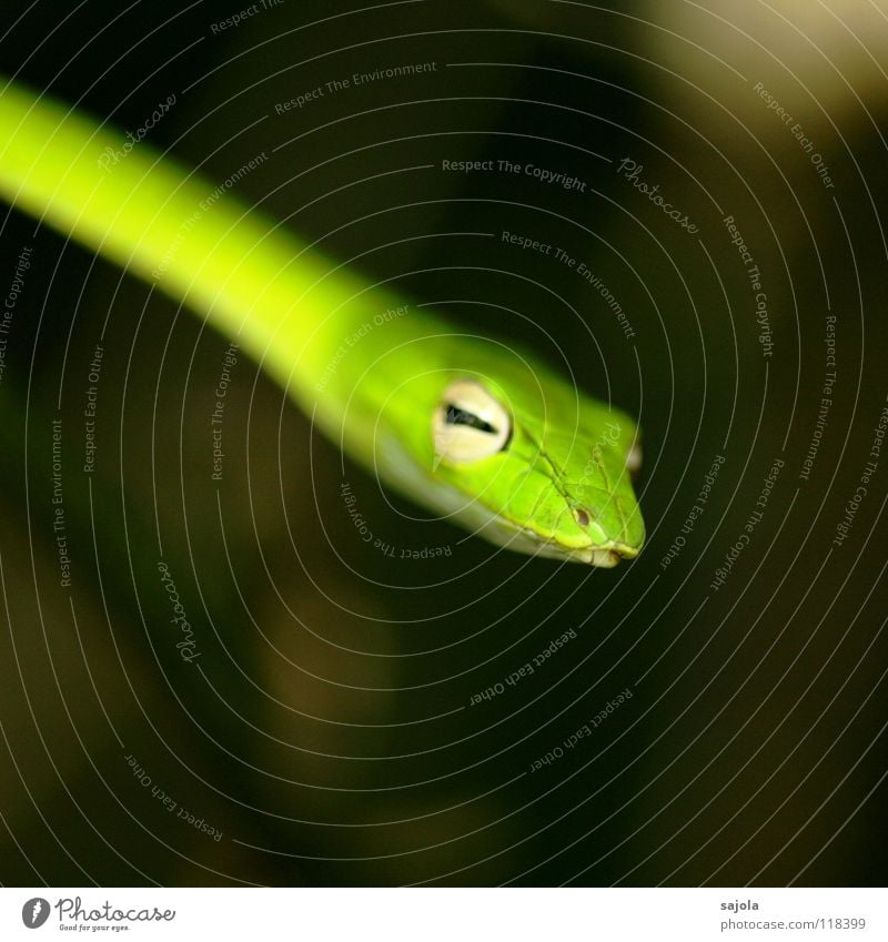 retreat! Animal Wild animal Snake Animal face 1 Green Viper Eyes Head Reptiles Poison Retreat Botanical gardens Singapore Asia Slit whip snake Colour photo